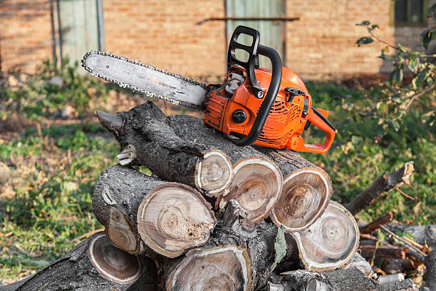 Best Tree Removal Contractors  in Seaside, CA